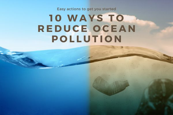 find out 10 different actions you can take to help clean up the ocean