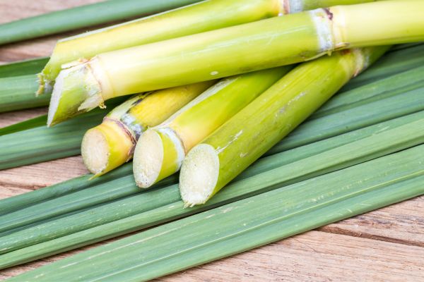 Sugarcane used to make pla
