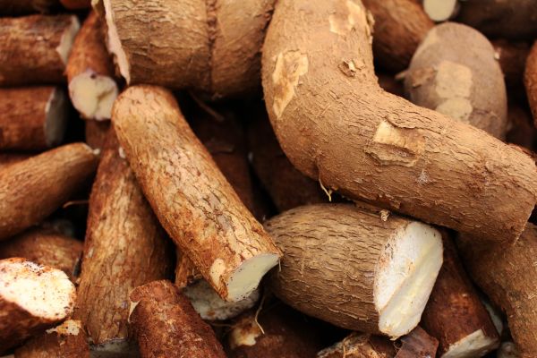 Cassava used to make pla